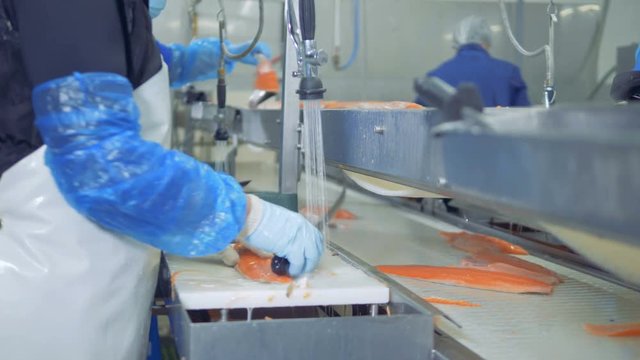 Factory employee is taking salmon trunk from the belt and cutting it