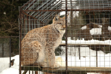 Lynx sits in cage
