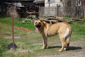 Dog stands on the grass