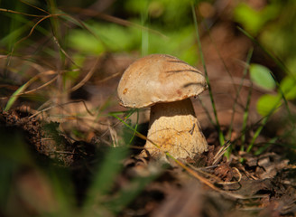 the fungus grows in autumn forest