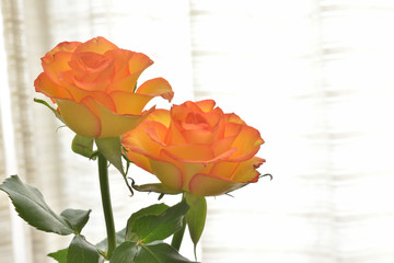 Yellow rose

