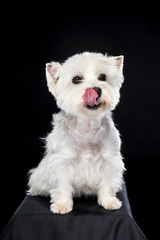 White West Highland Terrier sitting looking at camera isolated back background