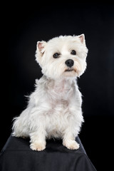White West Highland Terrier sitting looking at camera isolated back background