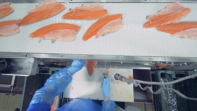 Fillets of trouts are getting cut and processed in a top view