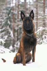 Young Belgian Shepherd dog Malinois with a chain collar sitting outdoors in a snowy forest in winter