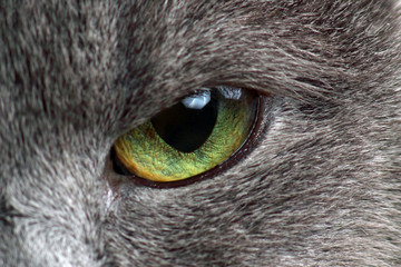 eyes of gray cat macro photography