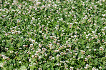 White clover flowering in a farm field in Canterbury, New Zealand