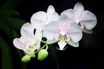 Fototapeta na wymiar Bouquet of orchids