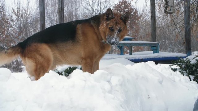Big German dog, a shepherd, plays and has fun in a large snowdrift. his face is covered with snow. he is happy.