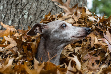 Italian Greyhound peeking out of a pile of leaves - 246700825