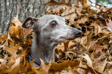 Italian Greyhound Portrait