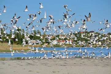 A flock of seagulls takes off in its natural habitat. Fauna of Ukraine