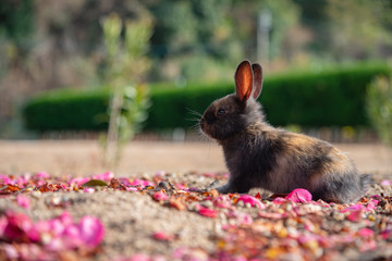 Close up black brown rabbit baby in sunny day on Okunoshima, as known as the Rabbit Island. Numerous feral rabbits that roam the island, they are rather tame and will approach humans. Hiroshima, Japan