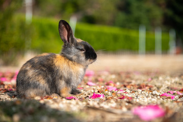 Close up black brown rabbit baby in sunny day on Okunoshima, as known as the Rabbit Island. Numerous feral rabbits that roam the island, they are rather tame and will approach humans. Hiroshima, Japan