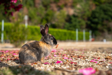 Close up black brown rabbit baby in sunny day on Okunoshima, as known as the Rabbit Island. Numerous feral rabbits that roam the island, they are rather tame and will approach humans. Hiroshima, Japan