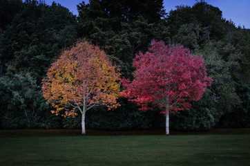 Two differently coloured autumnal trees next to each other