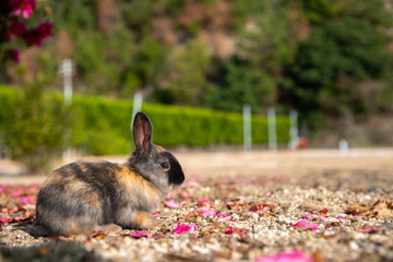 Close up black brown rabbit baby in sunny day on Okunoshima, as known as the Rabbit Island. Numerous feral rabbits that roam the island, they are rather tame and will approach humans. Hiroshima, Japan