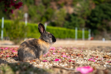 Close up black brown rabbit baby in sunny day on Okunoshima, as known as the Rabbit Island. Numerous feral rabbits that roam the island, they are rather tame and will approach humans. Hiroshima, Japan