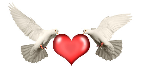 love card two white doves and a heart