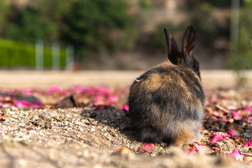 Close up black brown rabbit baby in sunny day on Okunoshima, as known as the Rabbit Island. Numerous feral rabbits that roam the island, they are rather tame and will approach humans. Hiroshima, Japan