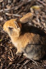 Close up an adorable yellow black baby rabbit in sunny day with nature background on Okunoshima, as known as the 