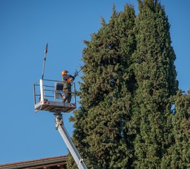tree pruning