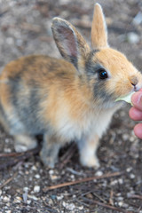 Feeding an adorable yellow black baby rabbit on Okunoshima, as known as the Rabbit Island. Numerous feral rabbits that roam the island, they are rather tame and will approach humans. Hiroshima, Japan.