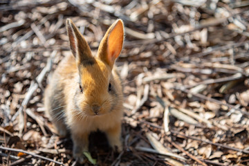 Close up an adorable yellow black baby rabbit in sunny day with nature background on Okunoshima, as known as the 