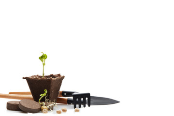 Seedlings and gardening tools