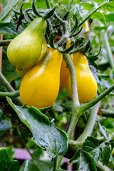A cluster of heirloom Yellow Pear Tomatoes ripen on the vine