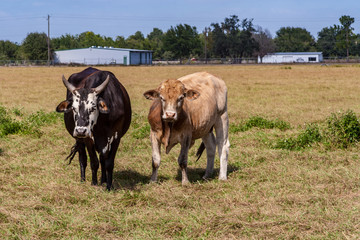 Grazing cows watch as we pass by the pasture