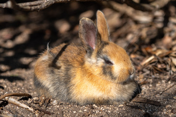 Close up an adorable yellow black baby rabbit in sunny day with nature background on Okunoshima, as known as the 