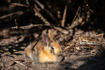 Close up an adorable yellow black baby rabbit in sunny day with nature background on Okunoshima, as...