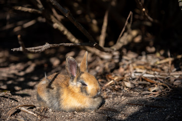 Close up an adorable yellow black baby rabbit in sunny day with nature background on Okunoshima, as known as the "Rabbit Island", Hiroshima, Japan