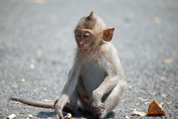 可愛いサル