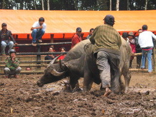 Sumatra.  Minang Kabau Bullfighting. Indonesia