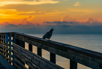 the dove on the pier