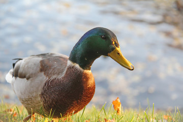 Curious grey duck with green head