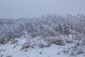 Frozen grass. Winter background