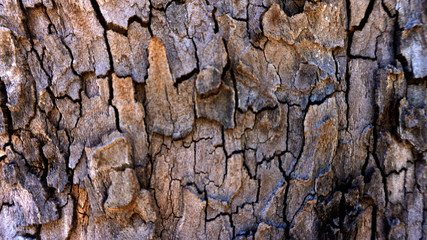 Textura corteza de arbol