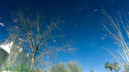 Árbol reflejado en el agua