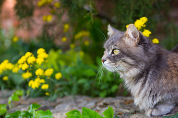 Naklejka na ściany i meble Gray fluffy domestic cat looking away with spring yellow flowers on the background.