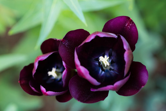 Closeup two Black Jack tulips outdoor on green blurred background.