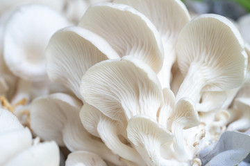 Oyster mushroom grow from cultivation.