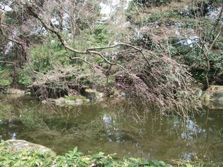 日本の桜