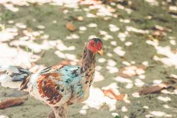 Portrait chicken walking on small farm