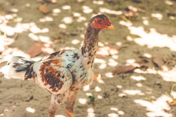 Portrait chicken walking on small farm