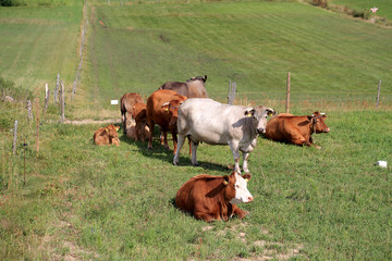 Krowy na pastwisku © andrzej_67