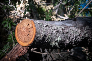 logs in the forest
