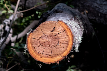 stump of tree